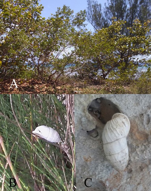 . Vegetación costera en Playa Girón, hábitat de Cerion iostomum iostomum (A), C. i. iostomum sobre tronco de Cassuarina equisetifolia (B) y sobre sustrato rocoso (C)