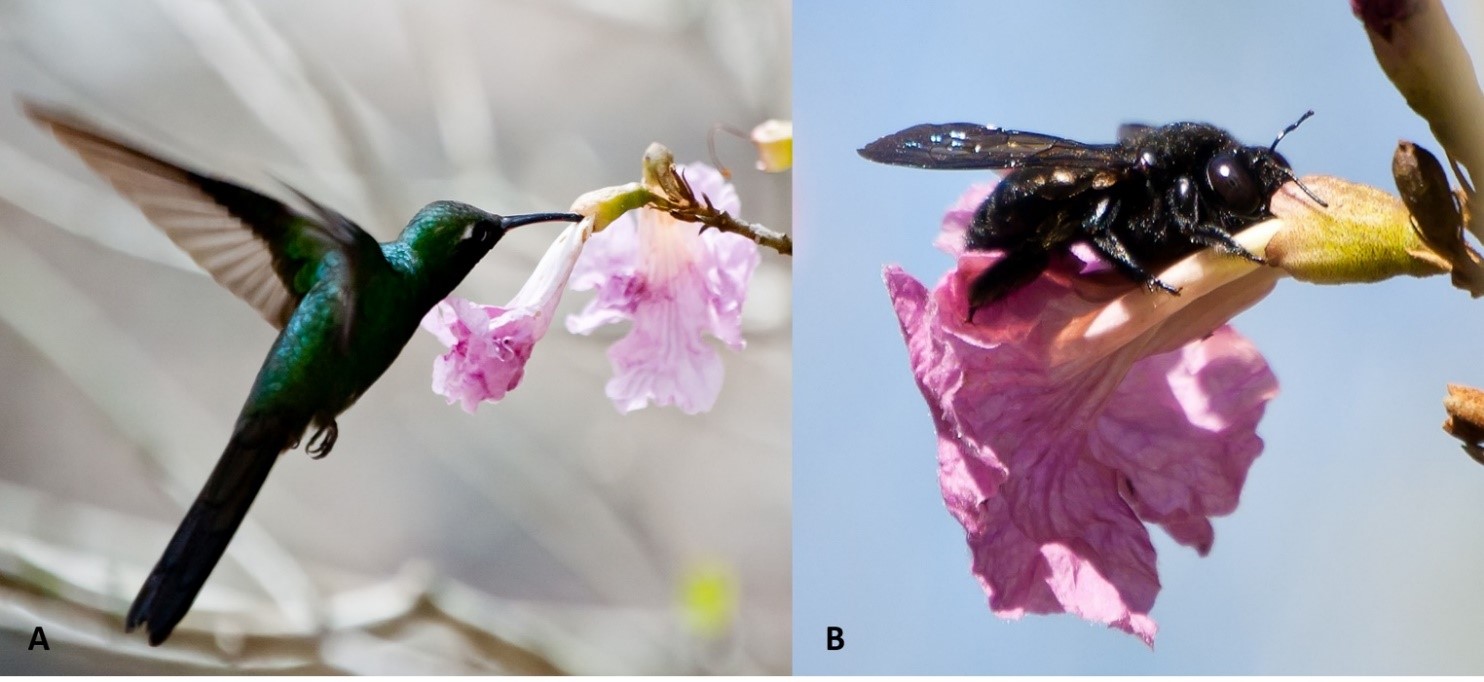 Robo de néctar en Tabebuia lepidota por A) Chlorostilbon ricordii y B) Xylocopa cubaecola. (Fotos: Arnaldo Toledo Sotolongo)